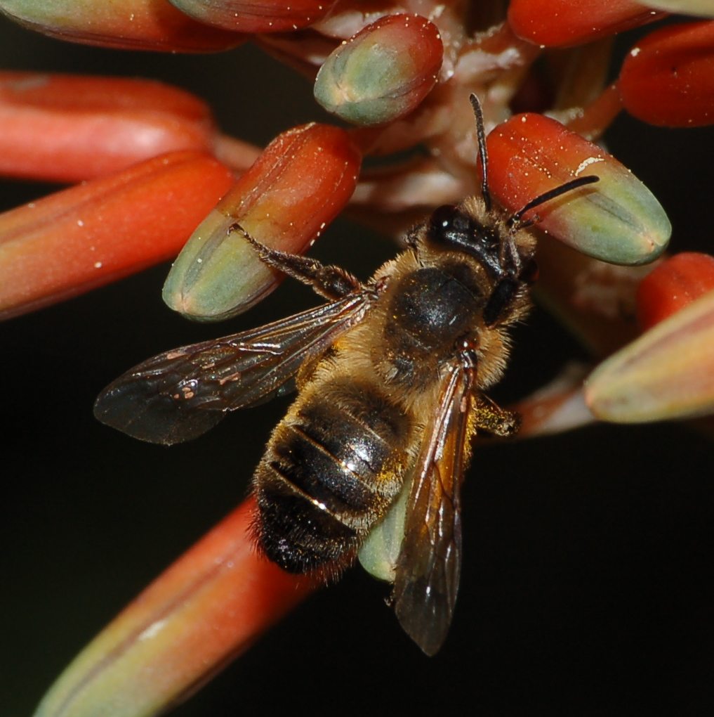 Andrena forse flavipes