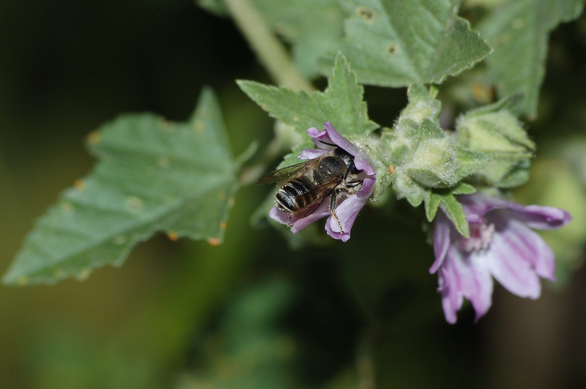 Osmia sp.