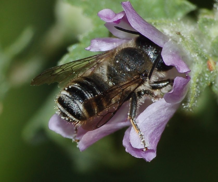 Osmia sp.