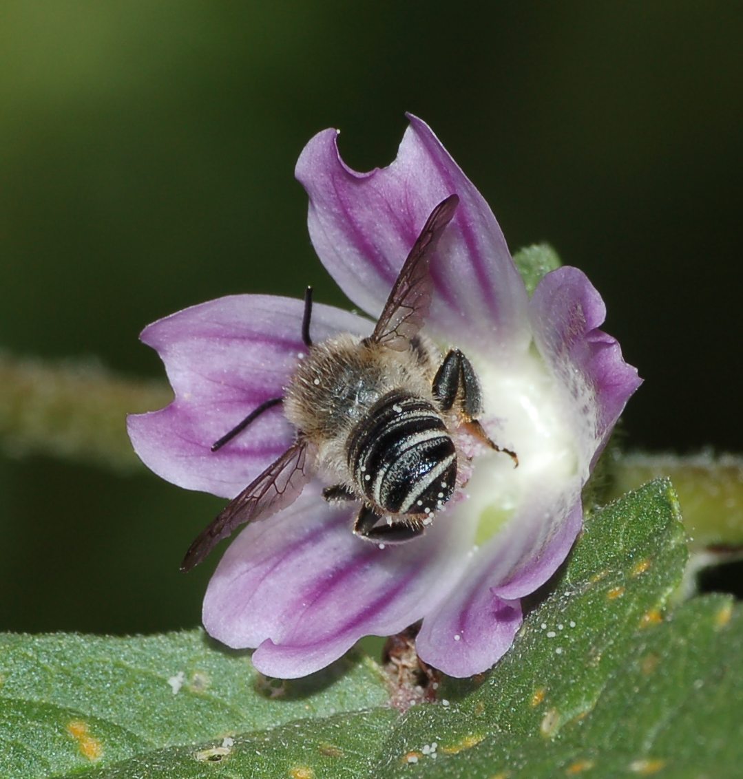 Osmia sp.