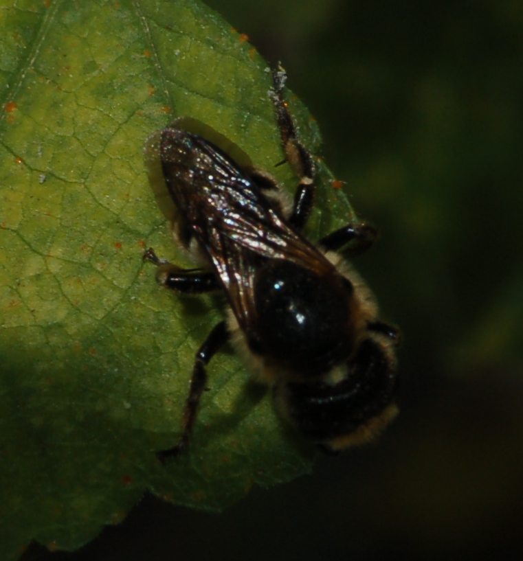 Femmina di Osmia sp.