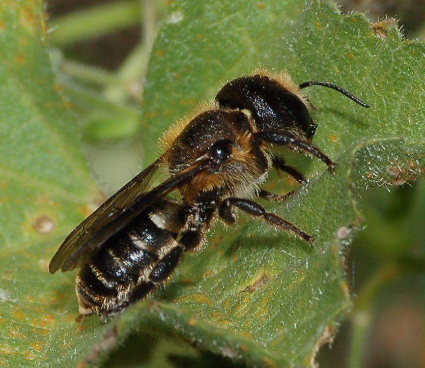 Femmina di Osmia sp.
