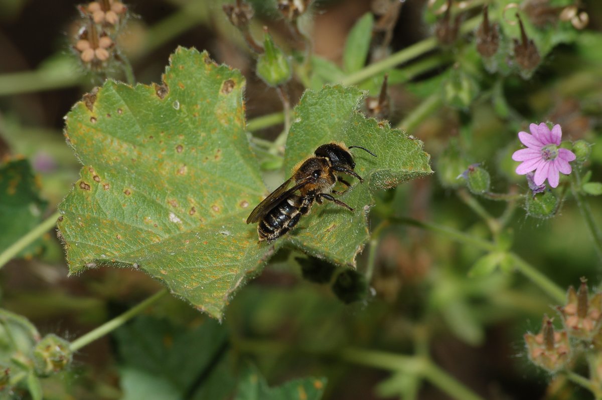 Femmina di Osmia sp.