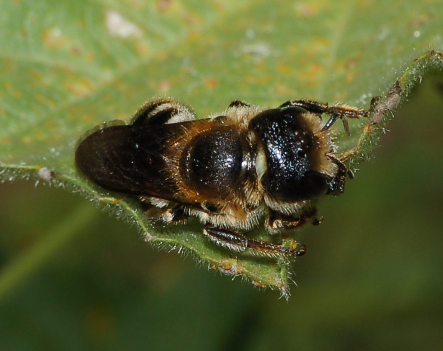 Femmina di Osmia sp.