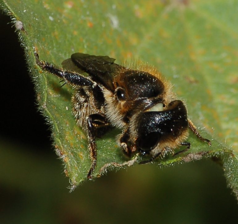 Femmina di Osmia sp.