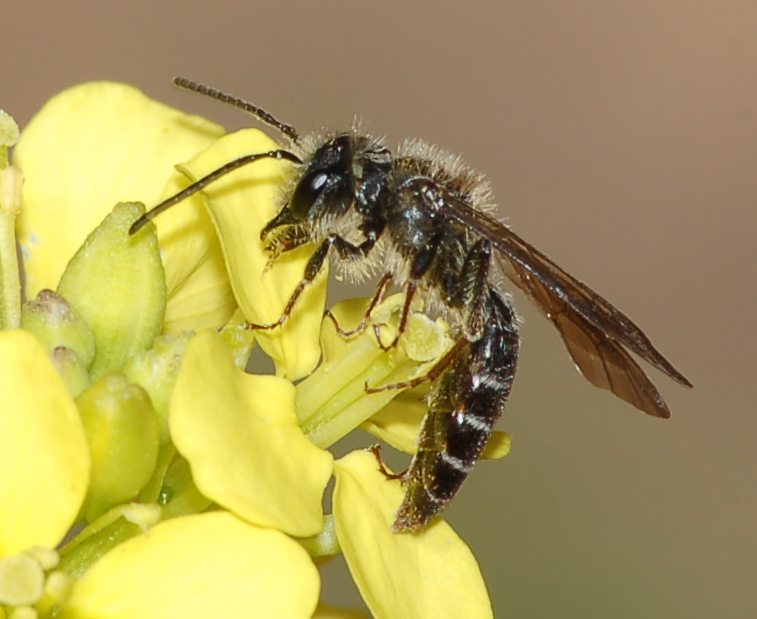 Maschio di Andrena