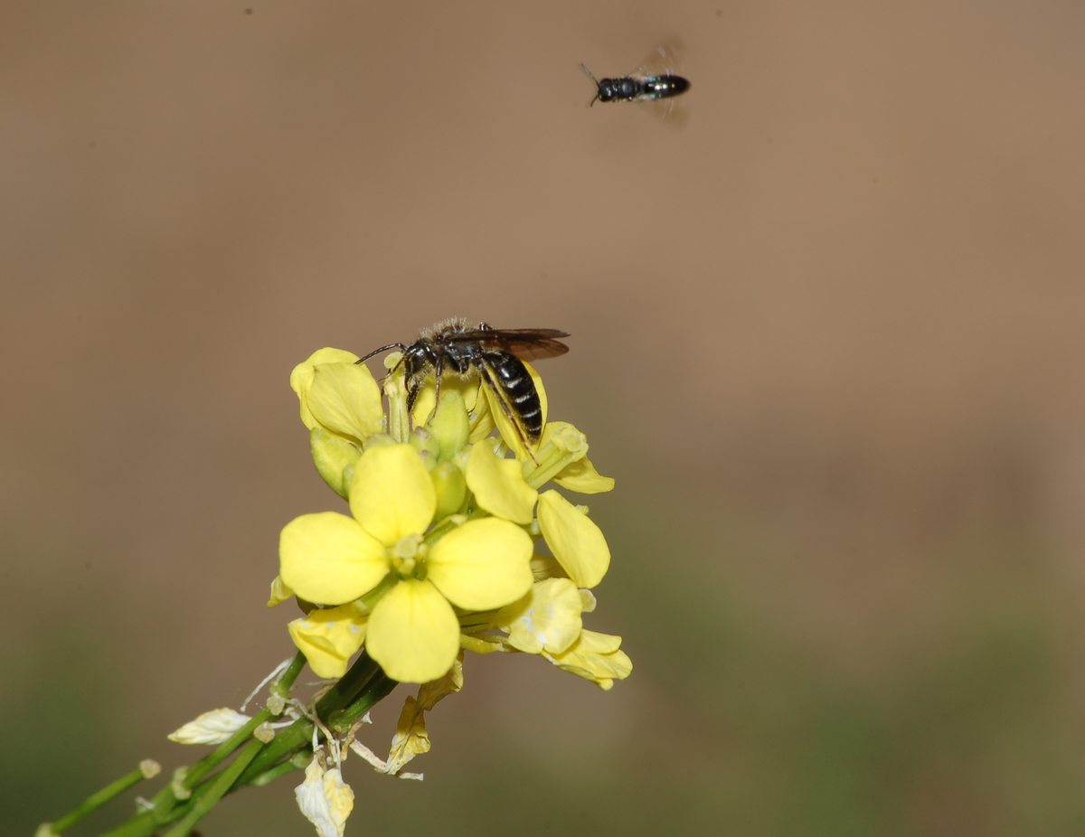 Maschio di Andrena