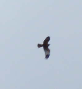 Identificazione rapace