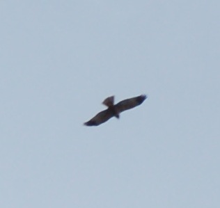 Identificazione rapace