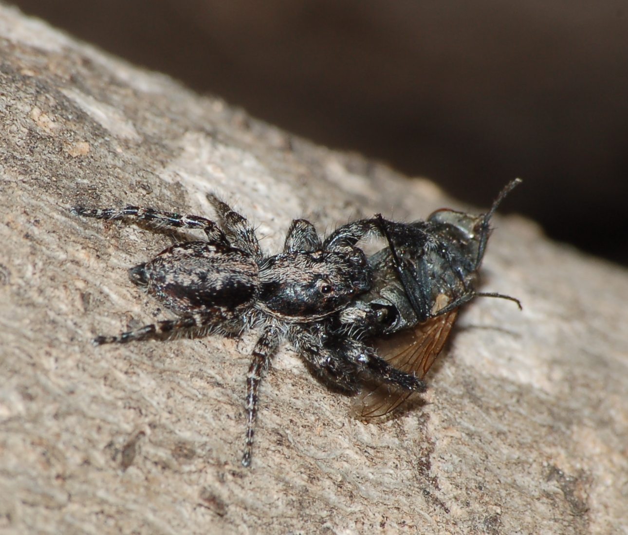 Menemerus sp. con dittero