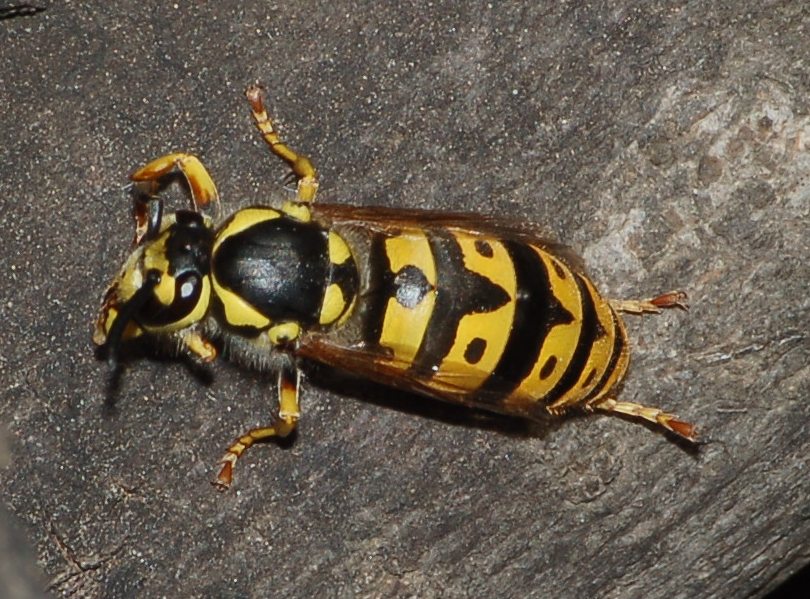 Vespula germanica