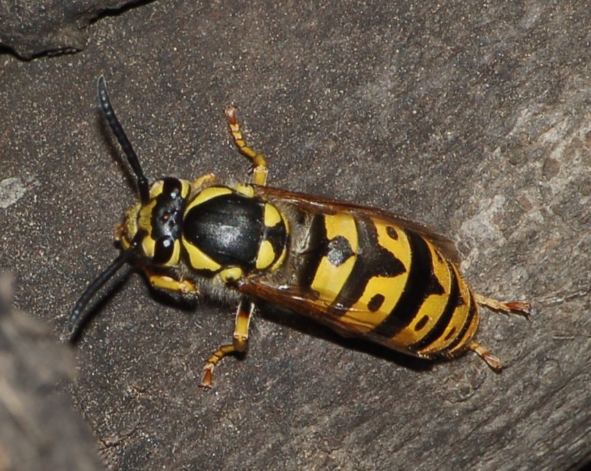 Vespula germanica