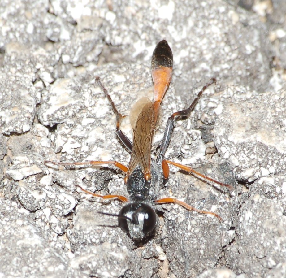 Ammophila sp.
