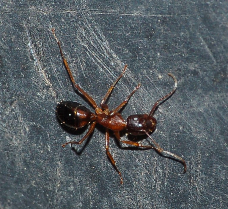 Camponotus cfr nylanderi a lato colonna di Crematogaster sc.