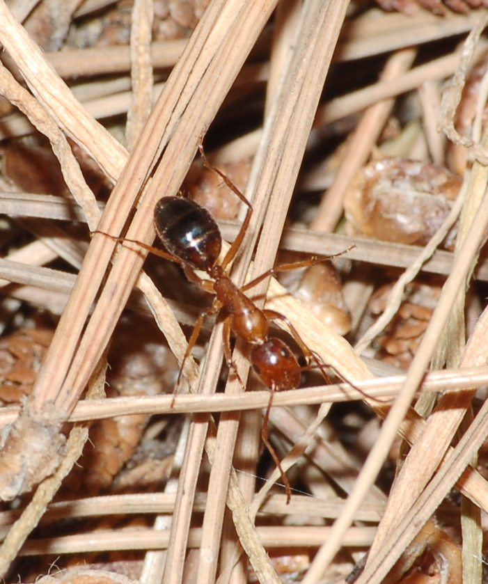 Camponotus cfr nylanderi a lato colonna di Crematogaster sc.