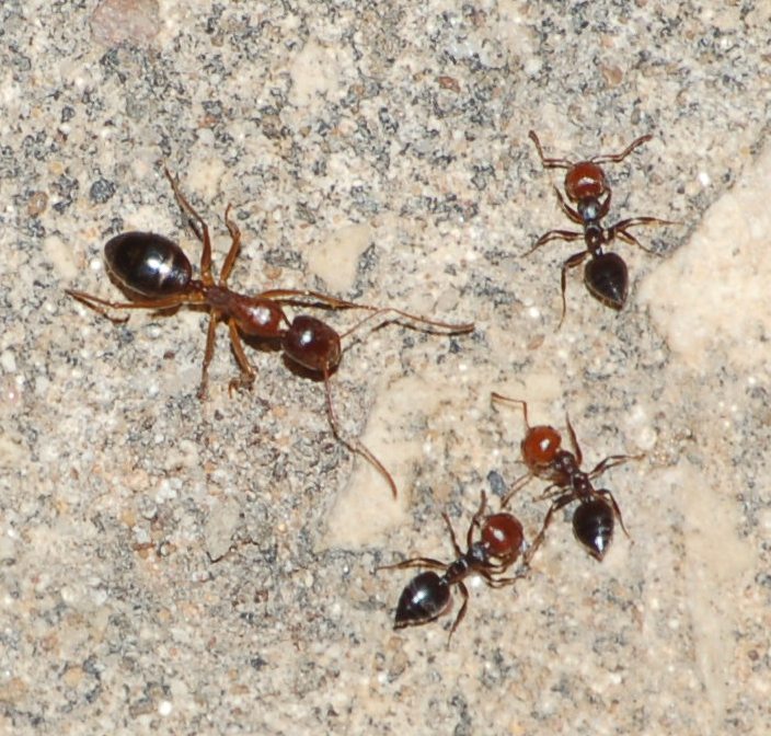 Camponotus cfr nylanderi a lato colonna di Crematogaster sc.