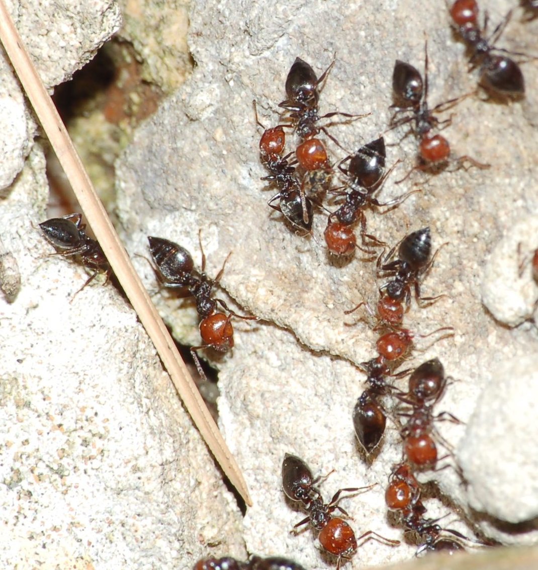 Camponotus cfr nylanderi a lato colonna di Crematogaster sc.