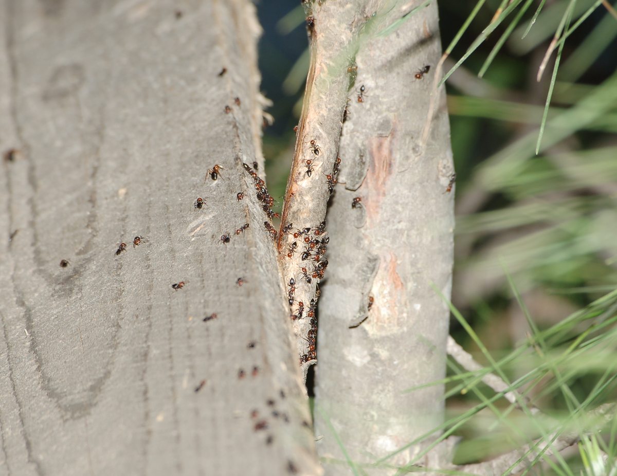 Camponotus cfr nylanderi a lato colonna di Crematogaster sc.