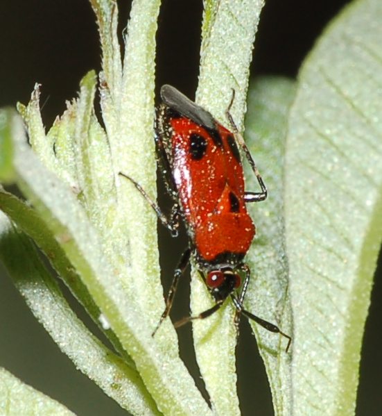 Miridae: Deraeocoris punctum di Vittoria (Ragusa, Sicilia)