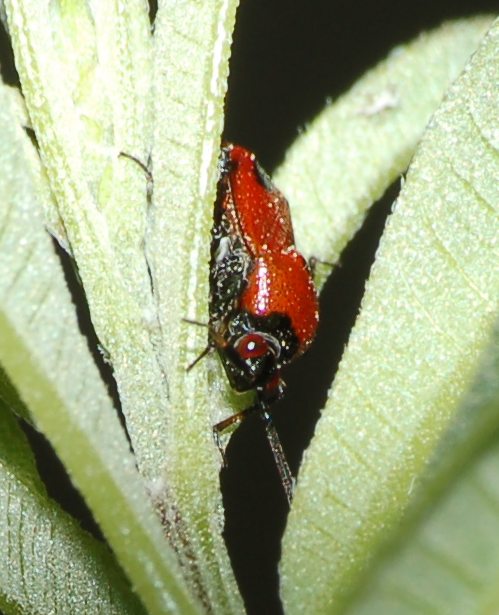 Miridae: Deraeocoris punctum di Vittoria (Ragusa, Sicilia)