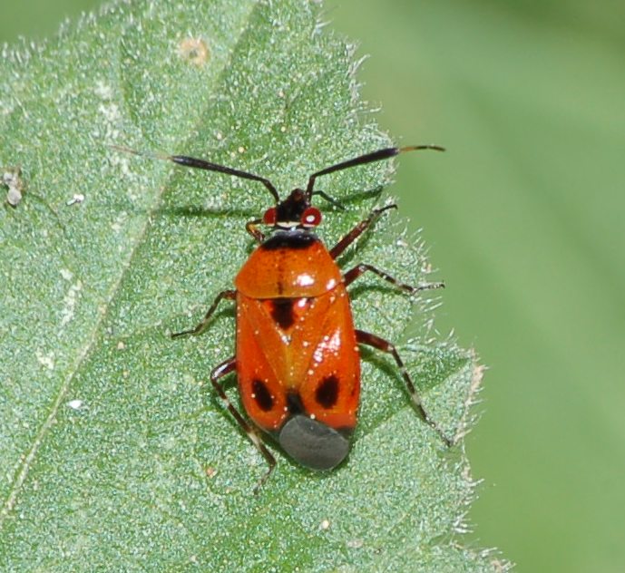 Miridae: Deraeocoris punctum di Vittoria (Ragusa, Sicilia)