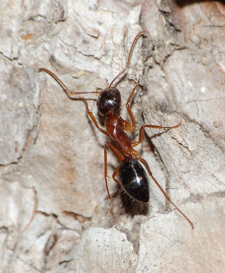 Camponotus cfr nylanderi a lato colonna di Crematogaster sc.