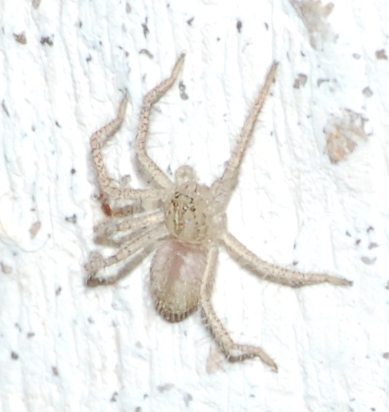 Ragnetto bianco su esterni casa (Micrommata sp,?)
