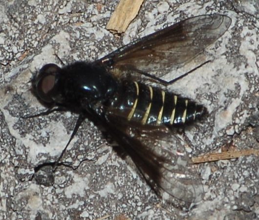 Lomatia cf. belzebul ♂  (Bombylidae)