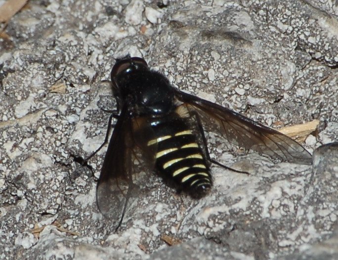 Lomatia cf. belzebul ♂  (Bombylidae)