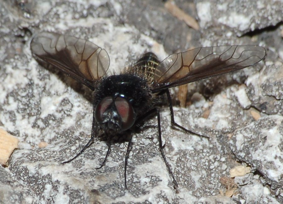 Lomatia cf. belzebul ♂  (Bombylidae)