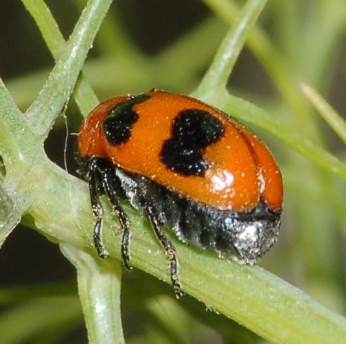 Coptocephala scopolina, Chrysomelidae