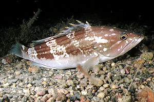 Epinephelus costae (Dotto o Cernia dorata)