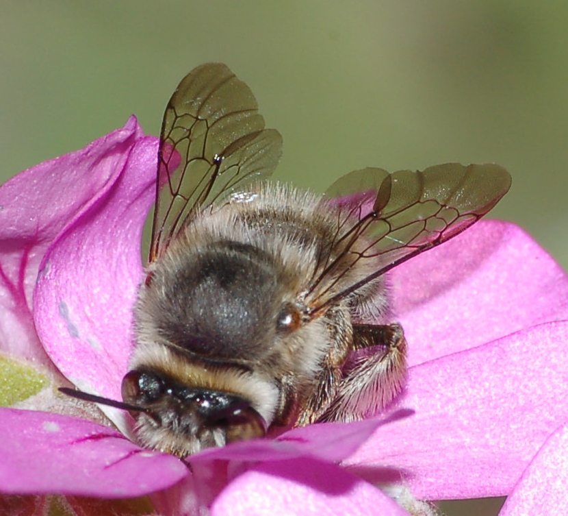 Eucera? No. Anthophora sp.