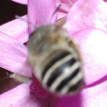 Eucera? No. Anthophora sp.