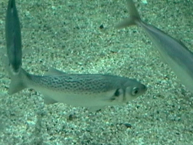 Dicentrarchus punctatus (Spigola macchiata)