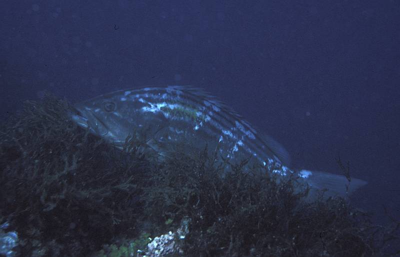 Epinephelus costae (Dotto o Cernia dorata)