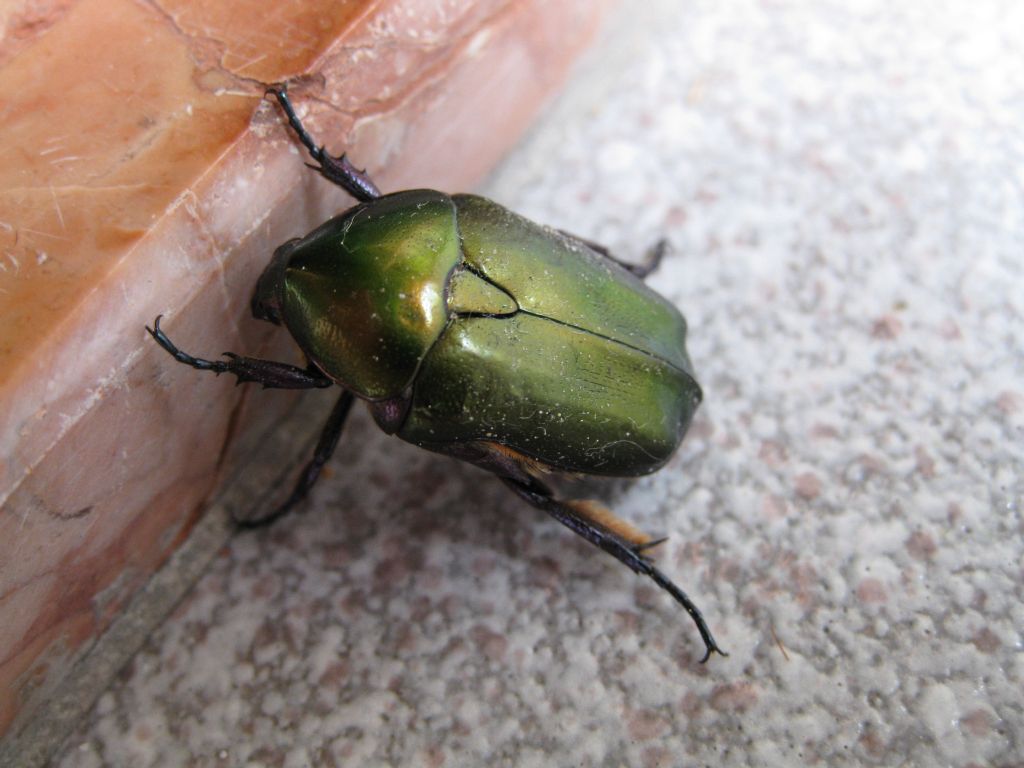 Cetonia aurata - no, Protaetia angustata e P. cuprea