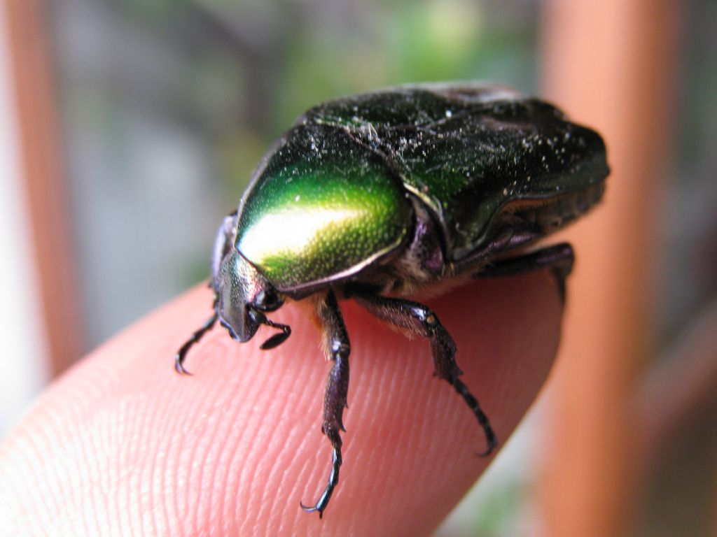 Cetonia aurata - no, Protaetia angustata e P. cuprea