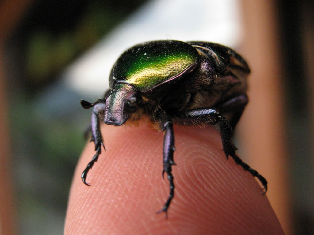 Cetonia aurata - no, Protaetia angustata e P. cuprea