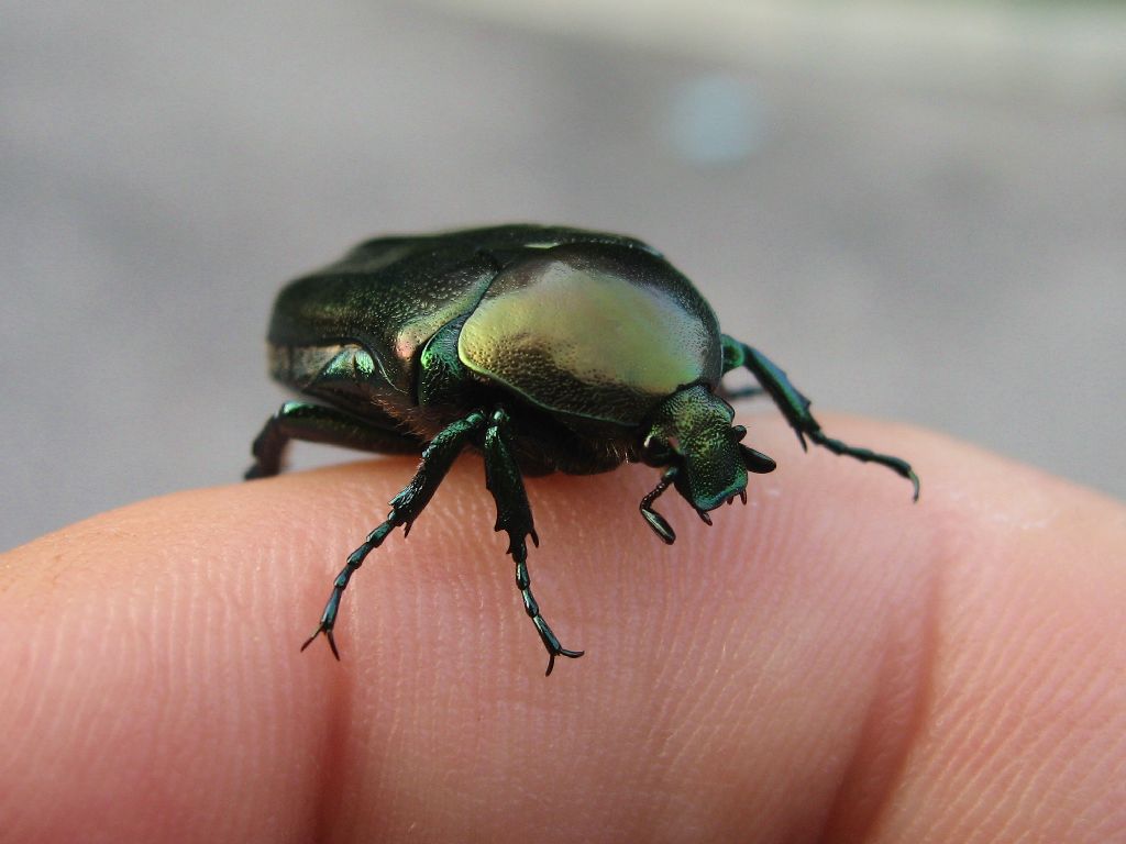 Cetonia aurata - no, Protaetia angustata e P. cuprea