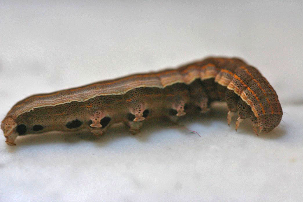 Aedia leucomelas