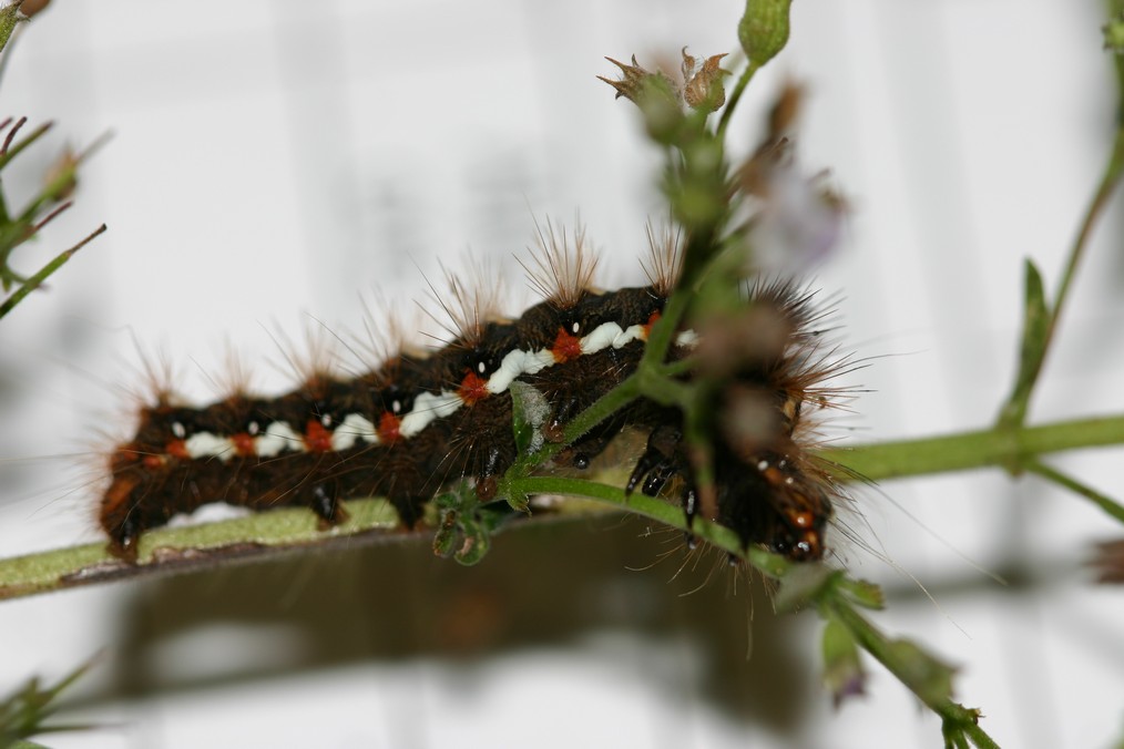 Bruco di Acronicta rumicis