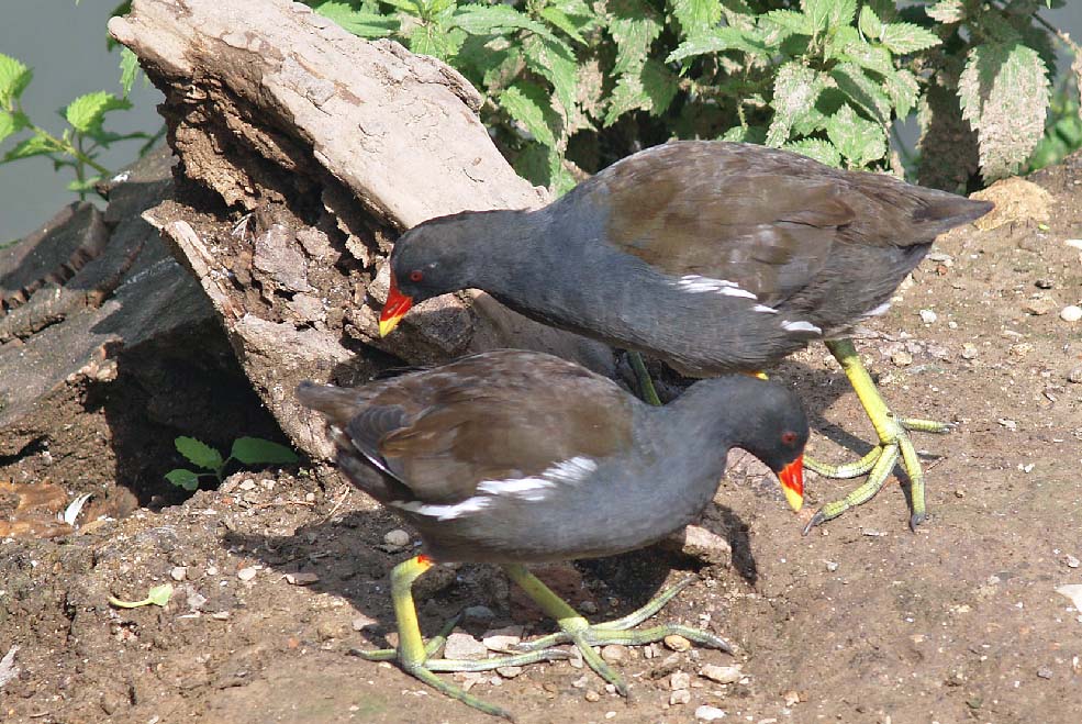 Gallinula chloropus