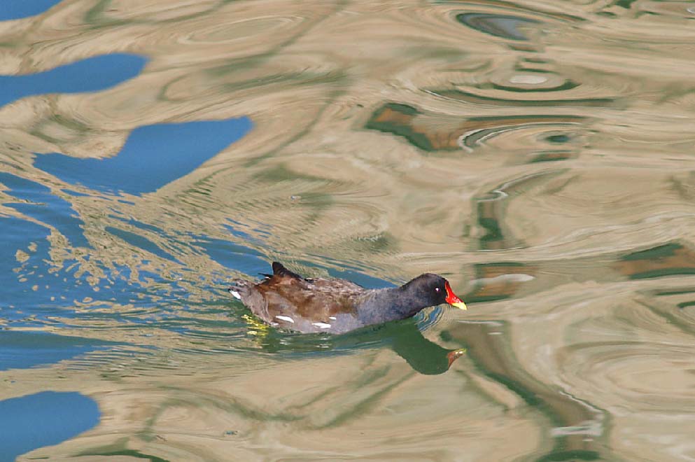 Gallinula chloropus