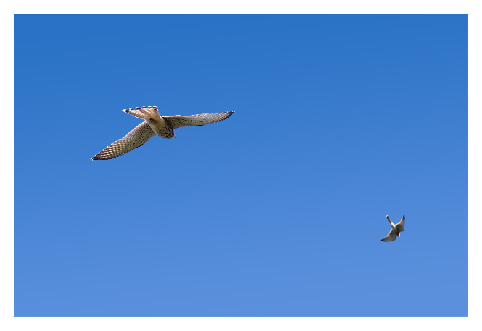 Gheppio (Falco tinnunculus)