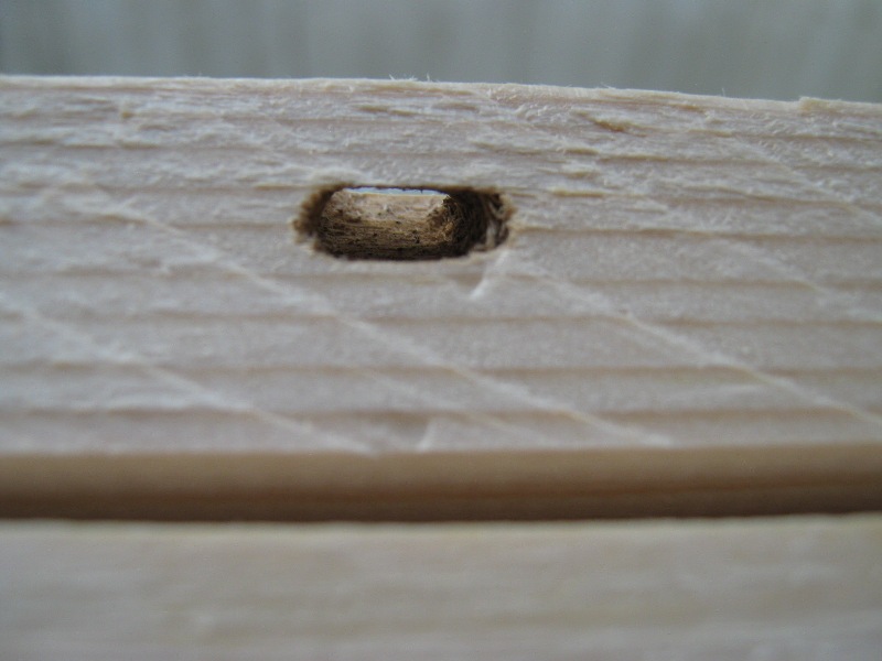 Xilofagi nel legno del solaio