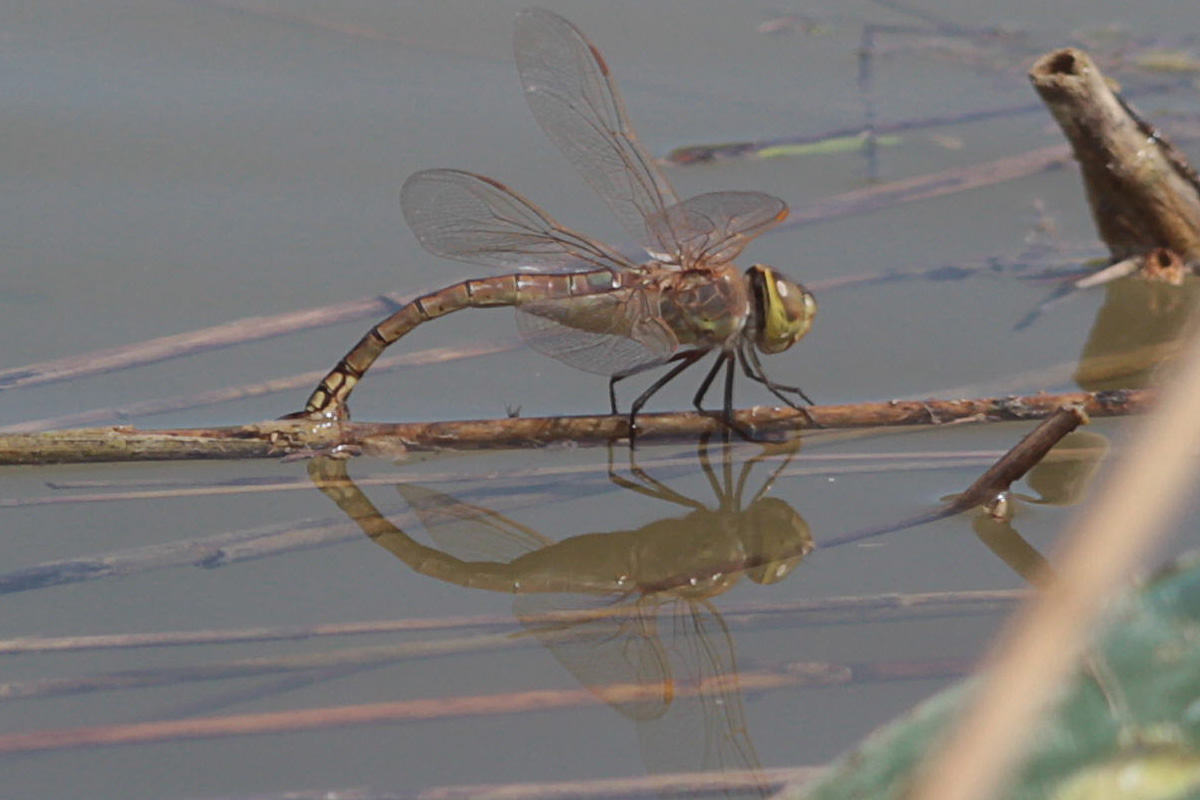 Anax, ma quale? - Anax ephippiger