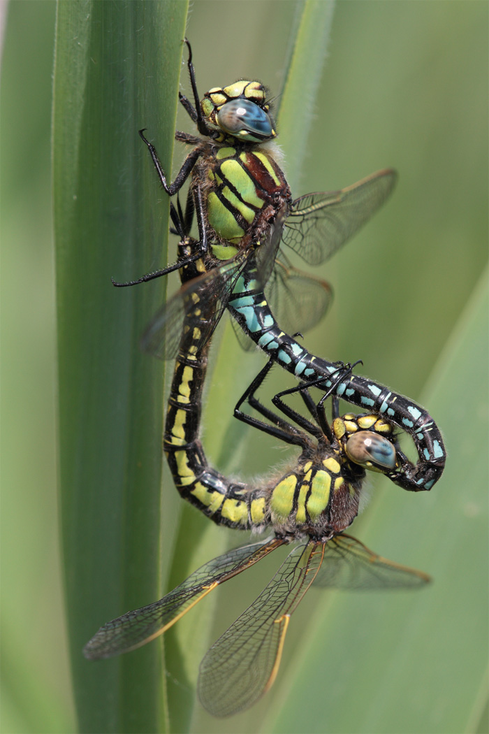 Brachytron pratense