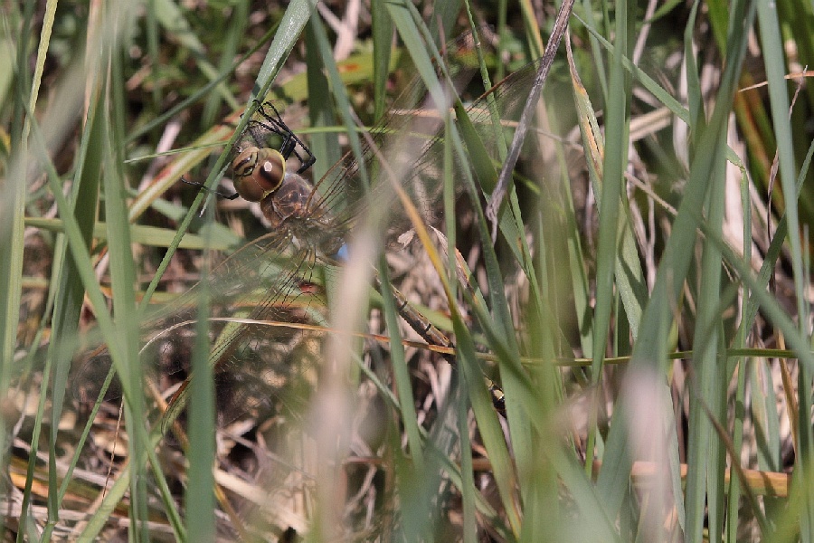 Anax, ma quale? - Anax ephippiger