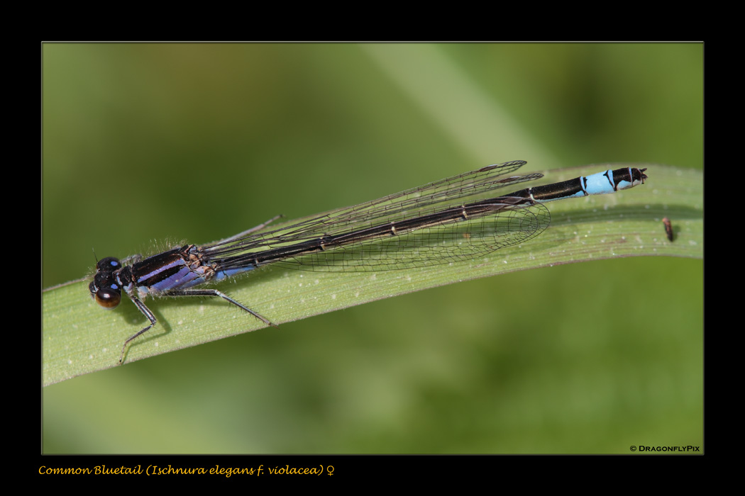Anax, ma quale? - Anax ephippiger